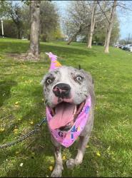 Lost Female Dog last seen Near s Sacramento ave, Chicago, IL 60652