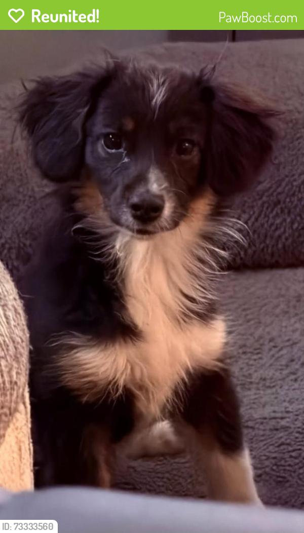 Reunited Female Dog last seen Near hwy amd 47th street south, Independence, MO 64055
