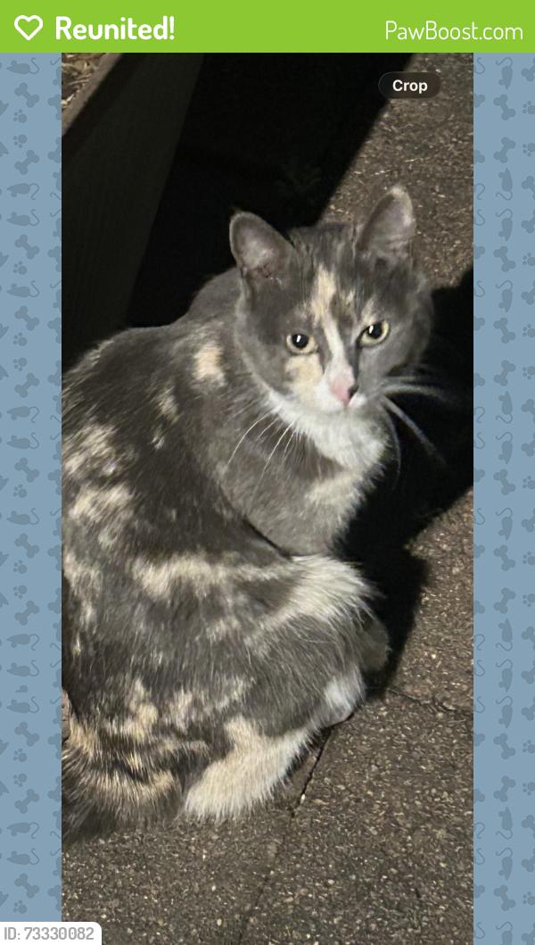 Reunited Female Cat last seen Nottingham Crescent, Chipping Norton NSW, Chipping Norton, NSW 2170