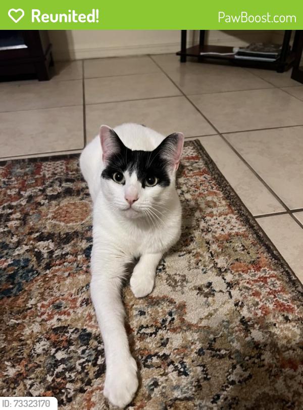 Reunited Female Cat last seen Near NE 10th St, Crystal River, FL 34428, USA, Crystal River, FL 34428