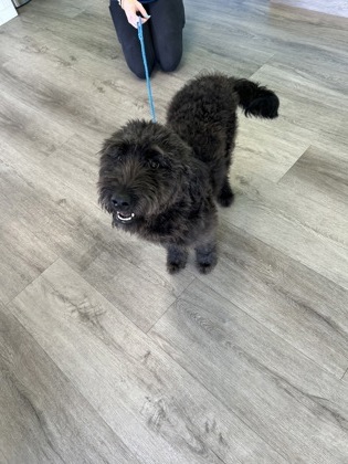 Shelter Stray Male Dog last seen Hounds Town on clinton hwy, City of Knoxville GP, TN, 3201 Division St, Knoxville, TN 37919, USA