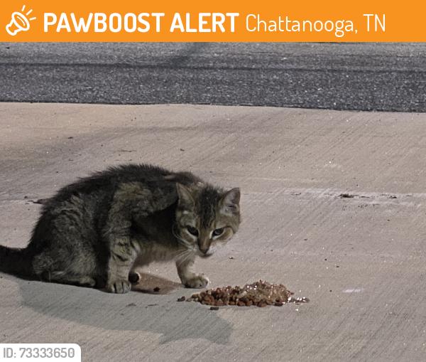 Found/Stray Unknown Cat last seen Hamilton place mall, Chattanooga, TN 37421
