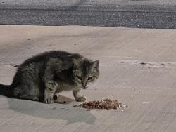 Found/Stray Unknown Cat last seen Hamilton place mall, Chattanooga, TN 37421