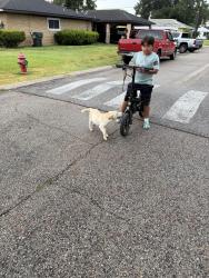 Found/Stray Male Dog last seen Valero gas, Galena Park, TX 77547