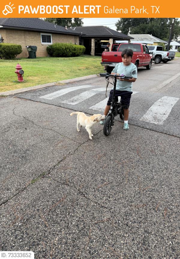 Found/Stray Male Dog last seen Valero gas, Galena Park, TX 77547