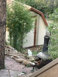 Found/Stray Unknown Cat last seen Old stage, Colorado Springs, CO 80906