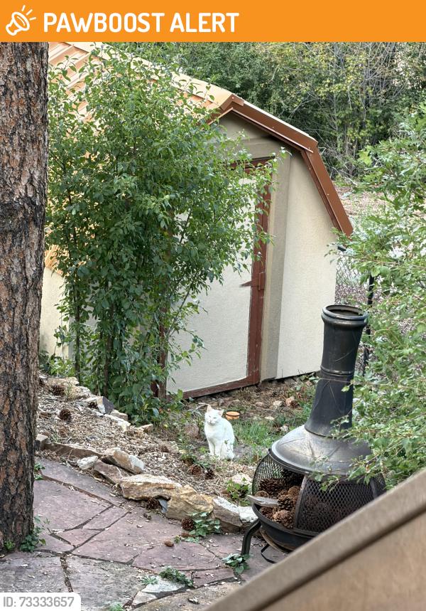 Found/Stray Unknown Cat last seen Old stage, Colorado Springs, CO 80906