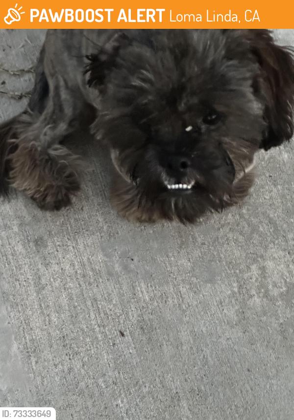 Found/Stray Male Dog last seen Near Loma Linda baseball field, Loma Linda, CA 92354