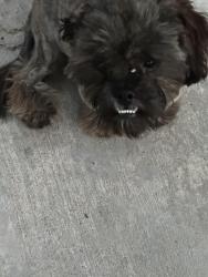Found/Stray Male Dog last seen Near Loma Linda baseball field, Loma Linda, CA 92354