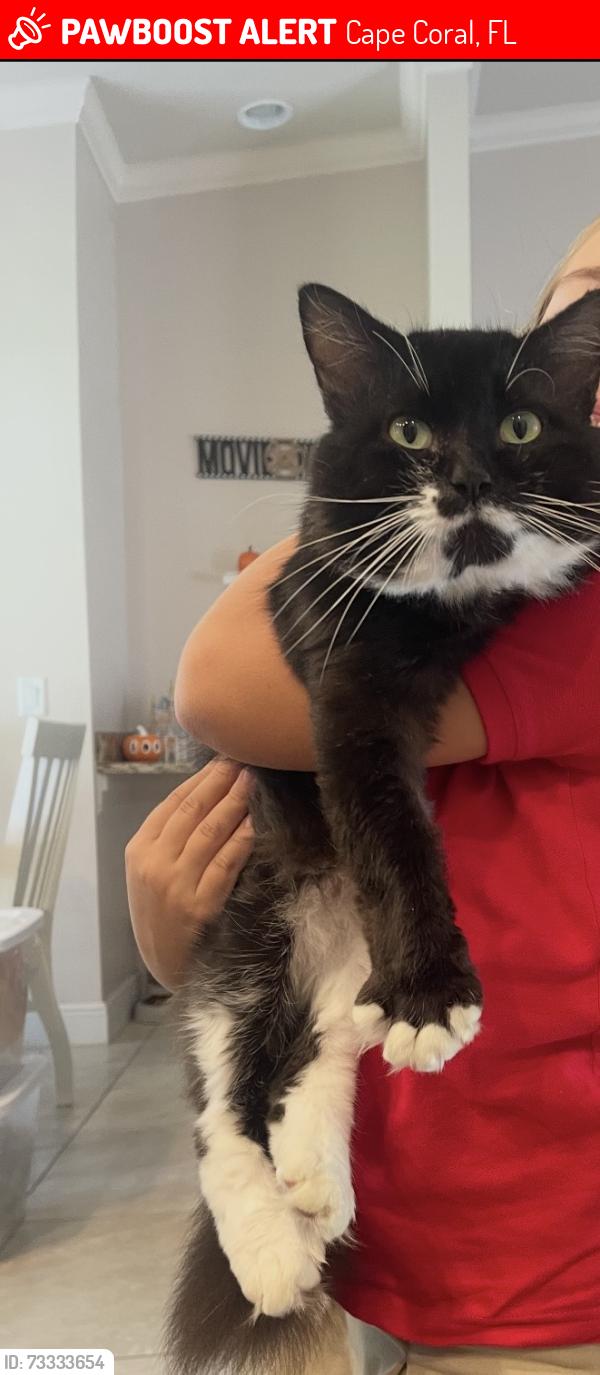 Lost Male Cat last seen Jacaranda, Old Burnt Store, Cape Coral, FL 33993