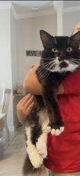 Lost Male Cat last seen Jacaranda, Old Burnt Store, Cape Coral, FL 33993