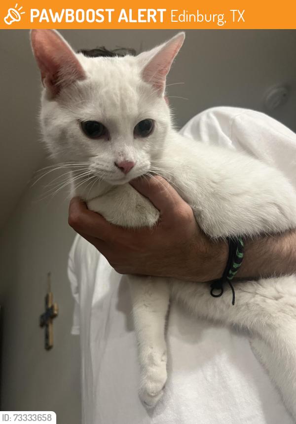 Found/Stray Male Cat last seen Monte Cristo Rd and Jackson St, Edinburg, TX 78541