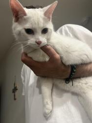 Found/Stray Male Cat last seen Monte Cristo Rd and Jackson St, Edinburg, TX 78541