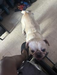 Lost Male Dog last seen Vanderpool st, Newark, NJ 07114