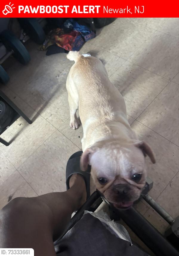 Lost Male Dog last seen Vanderpool st, Newark, NJ 07114