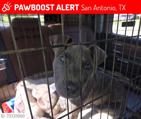 Lost Female Dog last seen Near Huebner Rd, San Antonio, TX 78230
