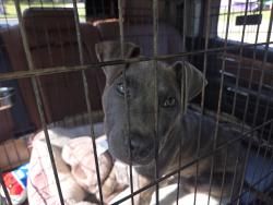Lost Female Dog last seen Near Huebner Rd, San Antonio, TX 78230