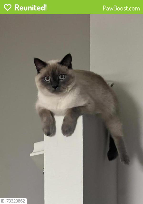 Reunited Male Cat last seen Fourth Street and resort Parkway, Rancho Cucamonga, CA 91730