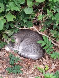 Lost Female Cat last seen Tripp hollow canterbury ct, tannic rd, tannic hill rd, Brooklyn, CT 06234