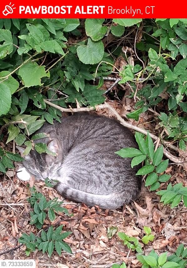 Lost Female Cat last seen Tripp hollow canterbury ct, tannic rd, tannic hill rd, Brooklyn, CT 06234