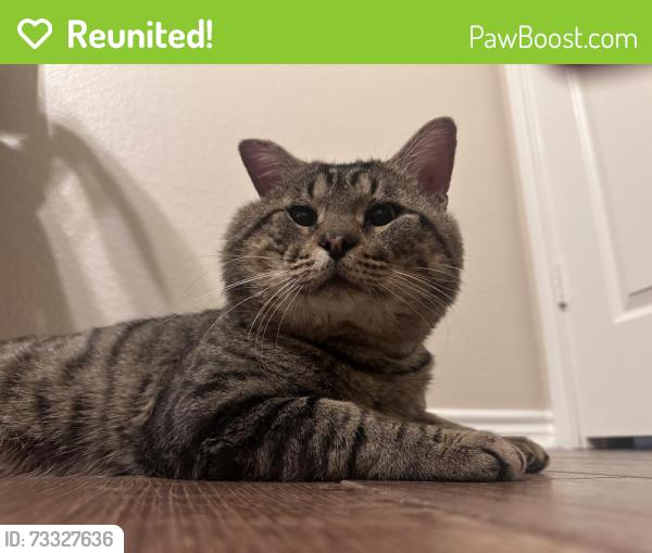 Reunited Male Cat last seen Round Leaf Dr & Triangle Leaf Dr, Fort Worth, TX 76244