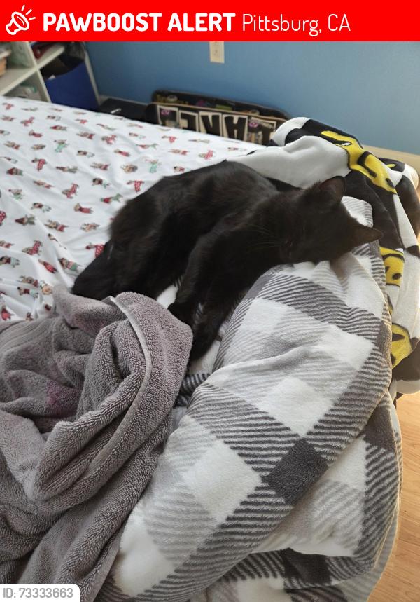 Lost Male Cat last seen Tomales bay dr, Pittsburg, CA 94565