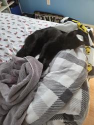 Lost Male Cat last seen Tomales bay dr, Pittsburg, CA 94565