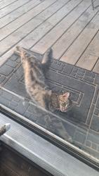Found/Stray Female Cat last seen 51st and 129th, Broken Arrow, OK 74014