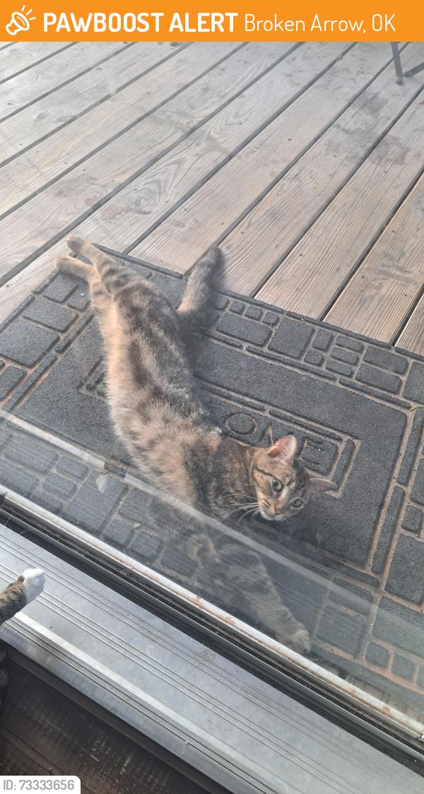 Found/Stray Female Cat last seen 51st and 129th, Broken Arrow, OK 74014