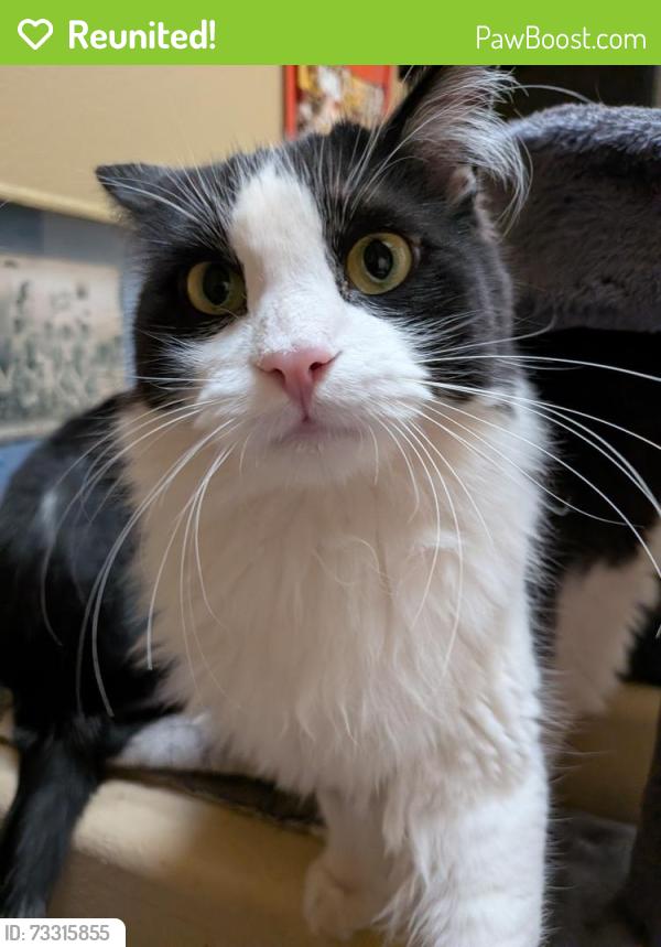 Reunited Male Cat last seen Paseo del Norte and Rainbow Blvd, Albuquerque, NM 87114