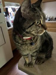 Lost Male Cat last seen Ledgecrest townhouse near Lawrence drive, De Pere, WI 54115