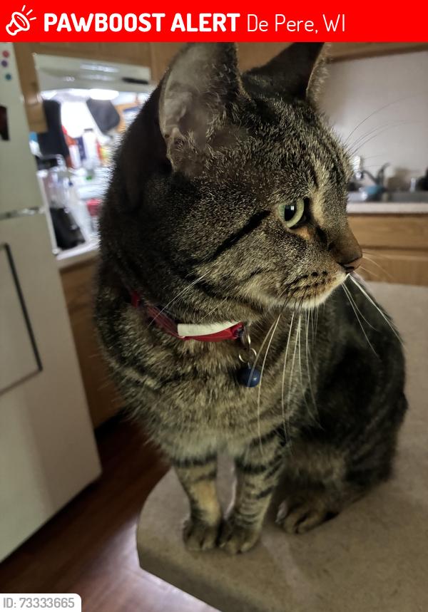 Lost Male Cat last seen Ledgecrest townhouse near Lawrence drive, De Pere, WI 54115