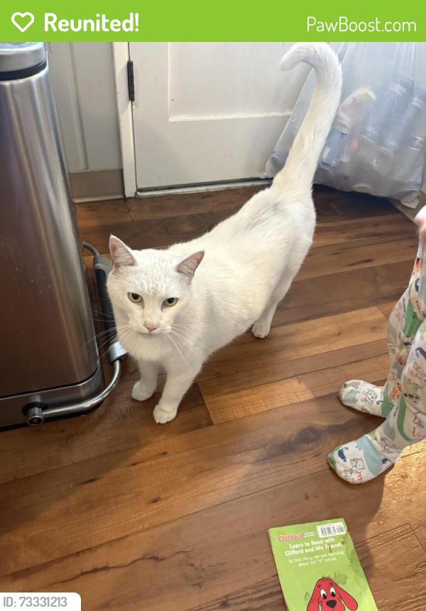 Reunited Male Cat last seen Hazel dell elementary, Hazel dell avenue, Vancouver, WA 98665