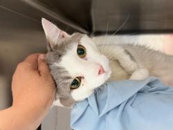 Shelter Stray Male Cat last seen NEW YORK, NY, 10029, 326 E 110th St, New York, NY 10029, USA