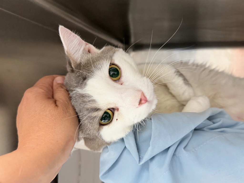 Shelter Stray Male Cat last seen NEW YORK, NY, 10029, 326 E 110th St, New York, NY 10029, USA