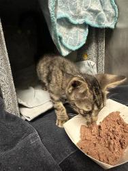Shelter Stray Unknown Cat last seen United States, 7201 Levander Loop bldg a, Austin, TX 78702, USA