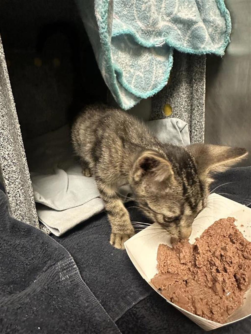 Shelter Stray Unknown Cat last seen United States, 7201 Levander Loop bldg a, Austin, TX 78702, USA