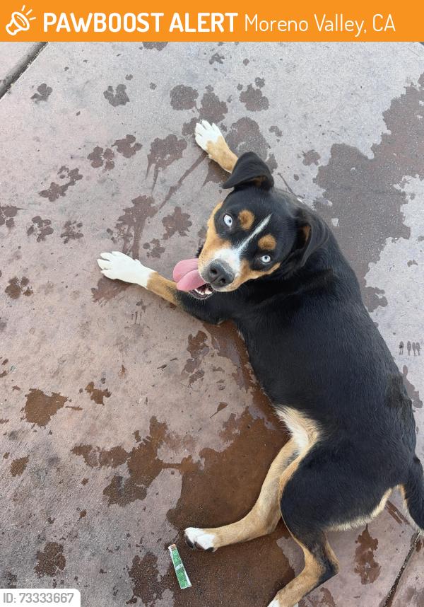 Found/Stray Female Dog last seen Back wy, Moreno Valley, CA 92553