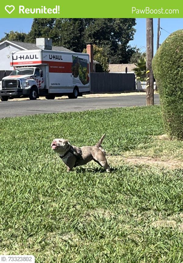 Reunited Female Dog last seen Carriebee Ct and Yucca, North Highlands, CA 95660