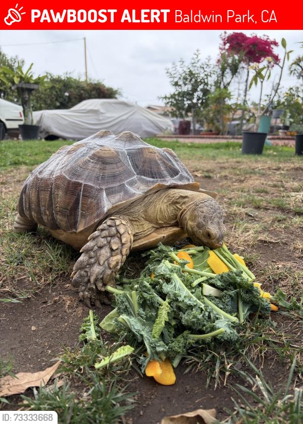 Lost Female Other last seen Center st. and Palm ave in Baldwin Park, Baldwin Park, CA 91706