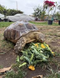 Lost Female Other last seen Center st. and Palm ave in Baldwin Park, Baldwin Park, CA 91706