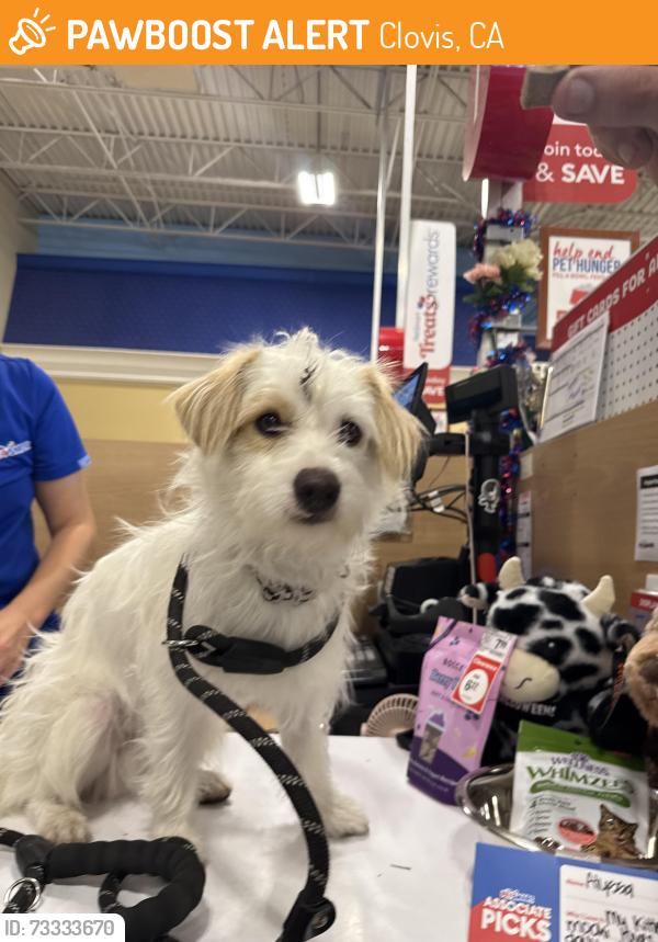 Found/Stray Male Dog last seen Villa and Teague near Buchanan High School, Clovis, CA 93619