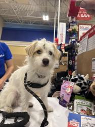 Found/Stray Male Dog last seen Villa and Teague near Buchanan High School, Clovis, CA 93619