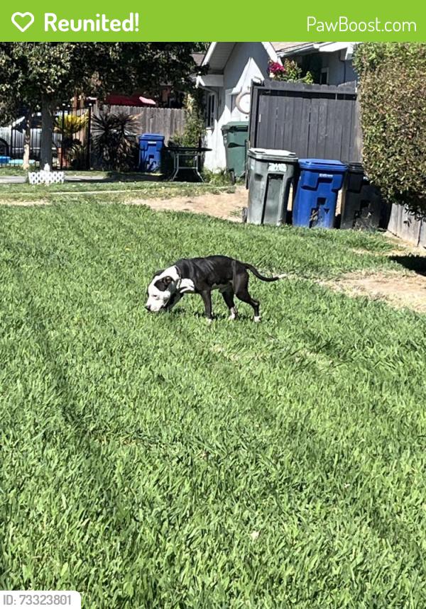 Reunited Unknown Dog last seen Carriebee Ct and Yucca, North Highlands, CA 95660