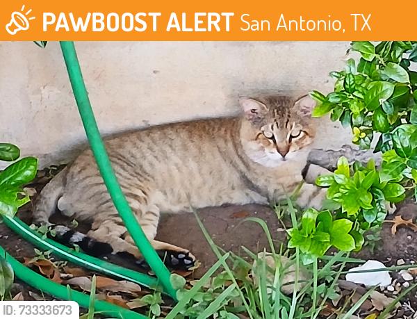 Found/Stray Unknown Cat last seen Regency Ln and Regency Bnd, San Antonio, TX 78249