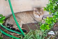 Found/Stray Unknown Cat last seen Regency Ln and Regency Bnd, San Antonio, TX 78249