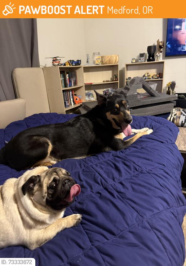Found/Stray Unknown Dog last seen Fichtner-Mainwaring Park, Medford, OR 97501