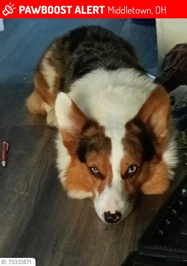 Lost Male Dog last seen Wal-Mart middle town behind game stop., Middletown, OH 45044