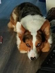Lost Male Dog last seen Wal-Mart middle town behind game stop., Middletown, OH 45044