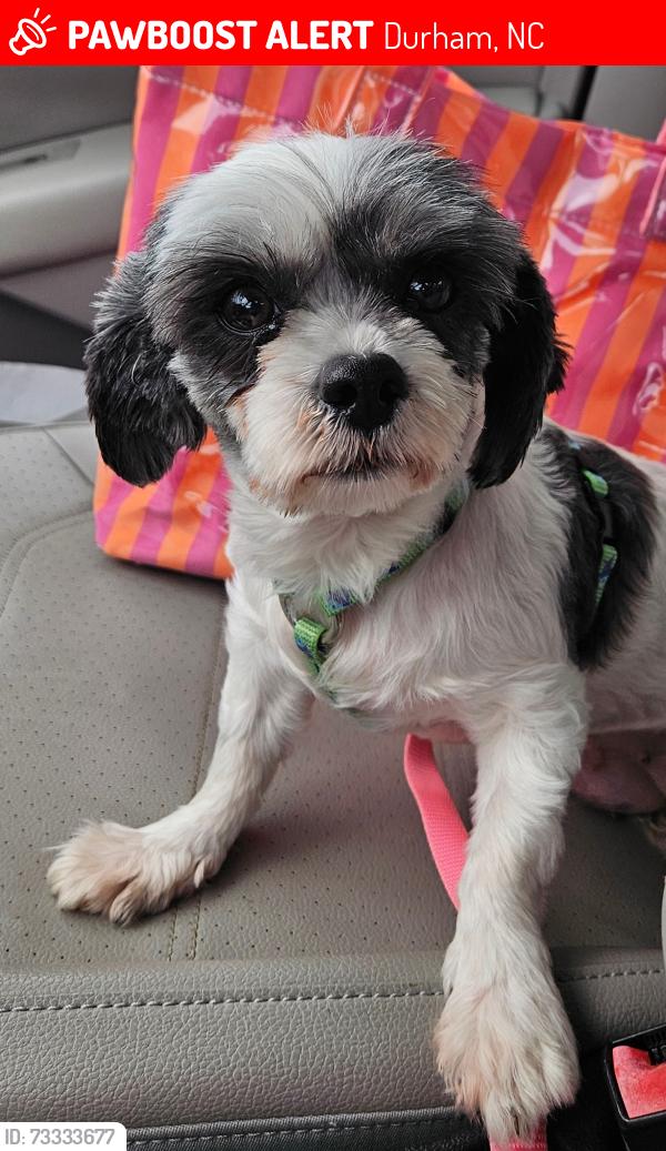 Lost Female Dog last seen Near Shannon rd apt 10e Durham,NC 27707, Durham, NC 27707